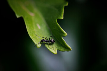 ant on leaf