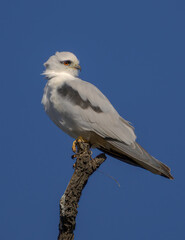 Black shouldered kite