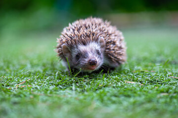a wonderful hedgehog is running in a beautiful meadow