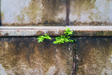 Small green plants grow through old stone stairs