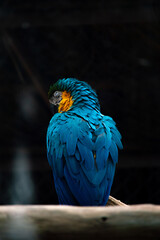 Guacamaya azul 