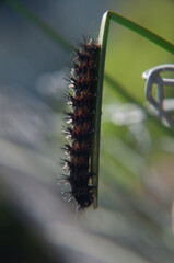 caterpillar 