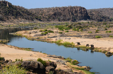 A family of African elephants drinking on the Olifants river while two crocodiles approach, Kruger National Park, South Africa