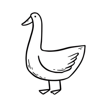 Hand drawn farm bird goose. Doodle sketch style. Drawing line simple goose icon. Isolated vector illustration.
