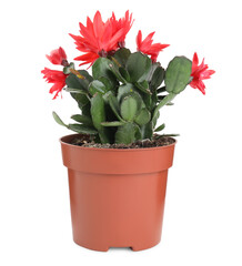 Beautiful red Schlumbergera (Christmas or Thanksgiving cactus) isolated on white