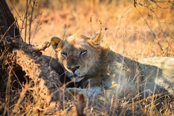 A lion having a mid-morning rest in the shade, Kruger National Park, South Africa
