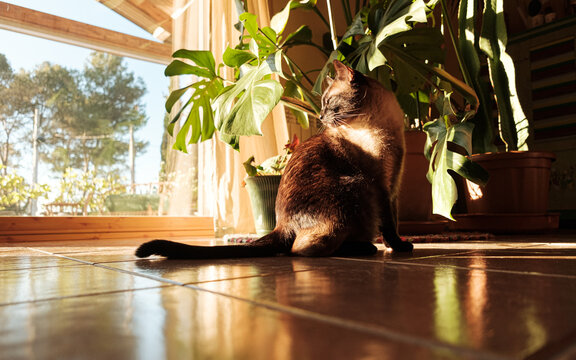 Siamese cat at home looking at the sunlight through the window