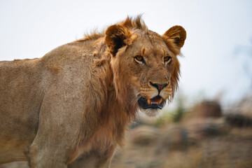 Portrait of a lion on the grasslands of central Kruger National Park, South Africa