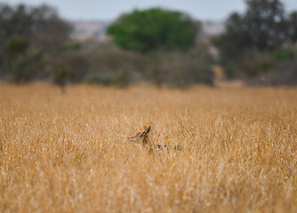A black-backed jackal (Lupulella mesomelas) on the grasslands of central Kruger National Park, South Africa