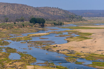 Hippos, waterbucks and birds on the riverine landscape of the Olifants river, central Kruger National Park, South Africa - obrazy, fototapety, plakaty
