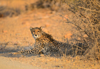 A cheetah relaxing in the shade of a bush by the side of a dirt road during sunset on the grasslands of Kruger National Park, South Africa