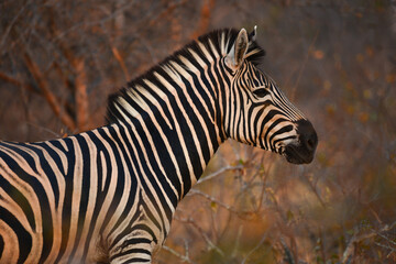 Fototapeta na wymiar A Burchell's zebra at sunrise on a wildlife reserve, Greater Kruger area, South Africa