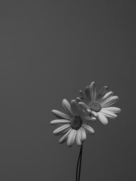 Daisies in Black and white