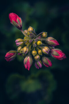 ivy leaf geraniums