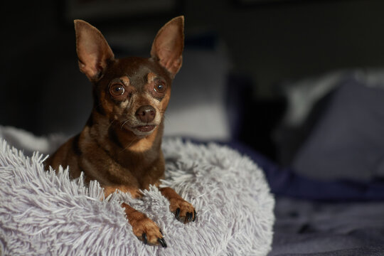 Beautiful tiny dog in fluffy bed