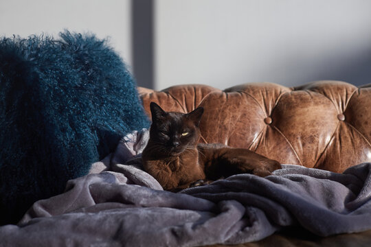 Burmese cat relaxing on chesterfield sofa