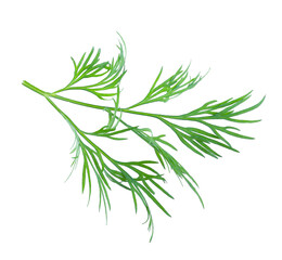 Sprig of fresh dill on white background, top view