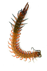 裏返ったムカデ