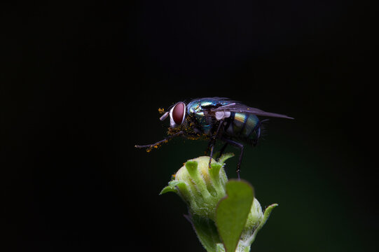 The microscopic insect world under the lens, flies