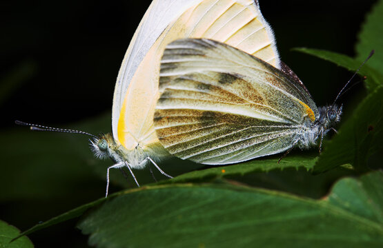 The microscopic insect world under the lens, butterfly