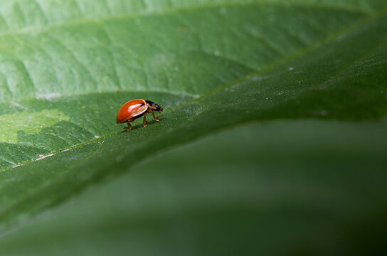 The microscopic insect world under the lens, the beetle