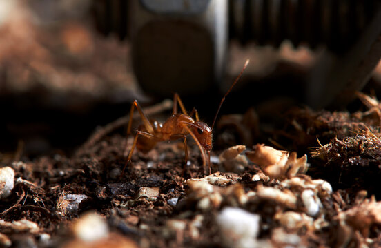 The microscopic insect world under the lens, ants