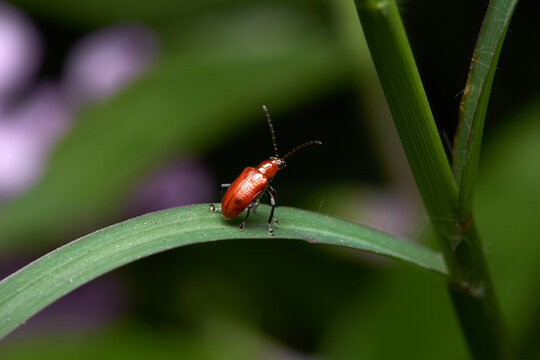 The microscopic insect world under the lens, the beetle