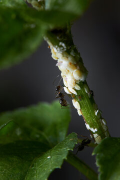 The microscopic insect world under the lens, ants
