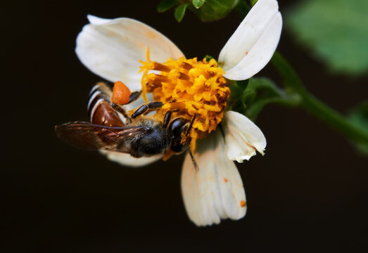 The microscopic insect world under the lens, bee