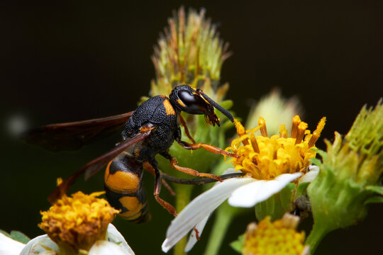 The microscopic insect world under the lens, bee