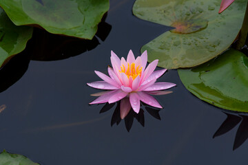 Water lily　Pond lily