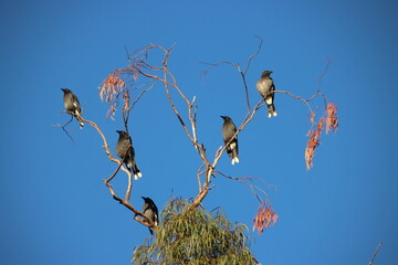 Currawongs perched against a blue sky in north-east Victoria, Australia.