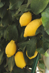 Fresh ripe lemons growing on tree outdoors