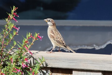 House Sparrow (Passer domesticus), Cranbourne East, Melbourne, Victoria, Australia.