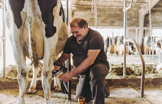 A farmer milking a cow