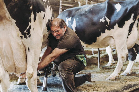 A farmer places the milking machine on a cow