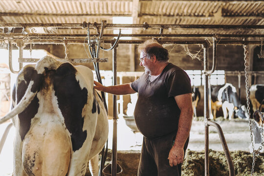 A Farmer Observing A Cow While He Is Milking

