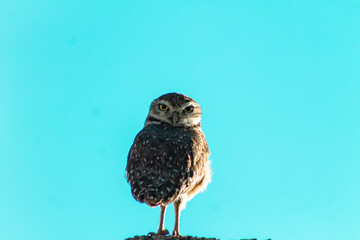 Owl 