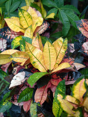 クロトン　アケボノ
