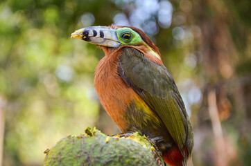 lilac roller on the branch