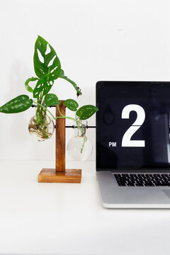 A monstera monkey leaf and a Pothos Argyraeus  in a hydroponic pot near a laptop