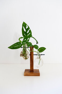 A monstera monkey leaf and a Pothos Argyraeus in a hydroponic pot