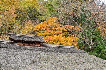 Fototapeta premium 大内宿で見たカラフルなモミジの紅葉と茅葺屋根のコラボ情景＠福島