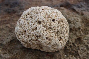 Dead Coral, Lord Howe Island, Australia.