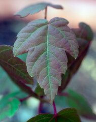 Close up of a multicolored leaf.