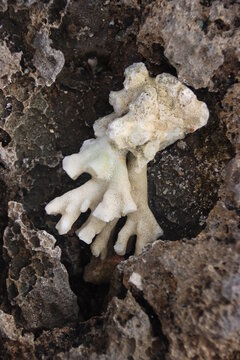 Dead Coral, Lord Howe Island, Australia.