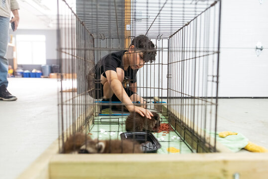 Wild animals in captivity. 