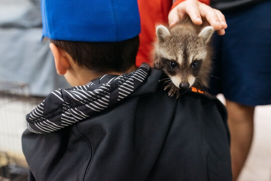 Teen boy holding raccoon on shoulder. 