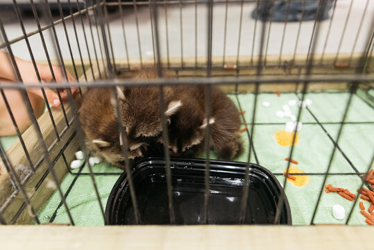 Small raccoons all huddled together. 