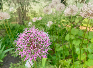 Purple allium giganteum spherical beautiful flowers on a blurred garden background